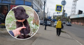 В Ярославской области с щенка сняли 88 клещей